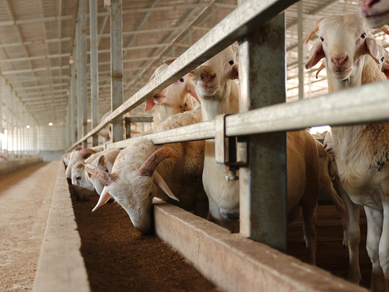 養(yǎng)殖小區(qū)